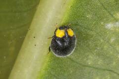 Apolinus lividigaster