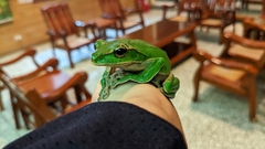 Zhangixalus prasinatus