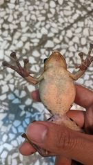 Zhangixalus prasinatus
