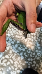 Zhangixalus prasinatus