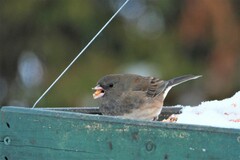 Junco hyemalis