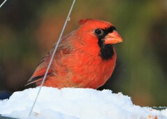 Cardinalis cardinalis