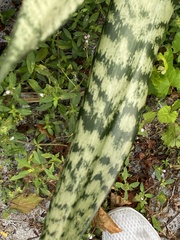 Sansevieria