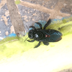 Xylocopa frontalis