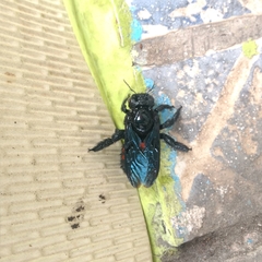Xylocopa frontalis