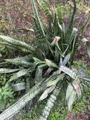 Sansevieria