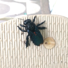 Xylocopa frontalis