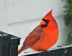 Cardinalis cardinalis