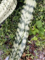 Sansevieria