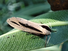 Creatonotos