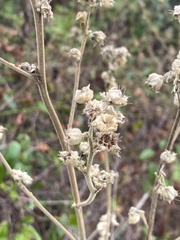 Sida cordifolia