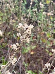 Sida cordifolia