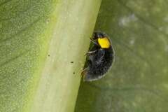 Apolinus lividigaster