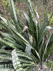 Sansevieria