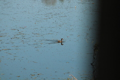 Tachybaptus dominicus