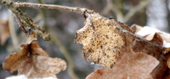 Erysiphe alphitoides