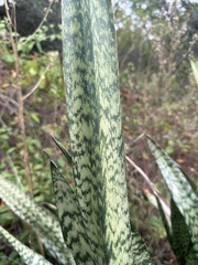 Sansevieria