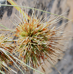 Spinifex longifolius