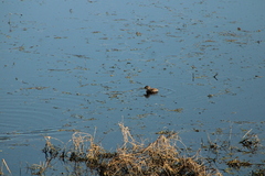 Tachybaptus dominicus