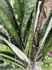 Sansevieria