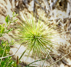 Spinifex longifolius