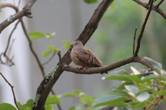 Columbina talpacoti