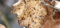 Erysiphe alphitoides