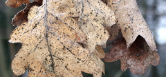 Erysiphe alphitoides