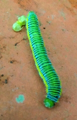 Leptophobia aripa