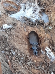 Limodromus