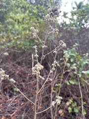 Sida cordifolia