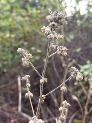 Sida cordifolia
