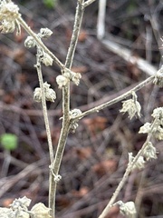 Sida cordifolia