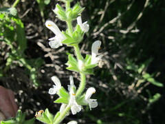 Salvia disermas