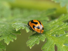 Coccinella miranda