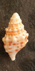 Cerithium litteratum