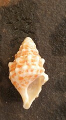 Cerithium litteratum