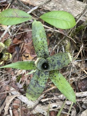 Neoregelia pauciflora