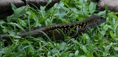 Ameiva praesignis