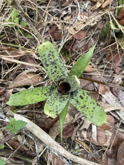 Neoregelia pauciflora