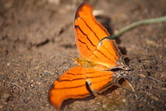Marpesia petreus