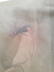 Synagris
