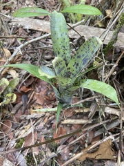 Neoregelia pauciflora