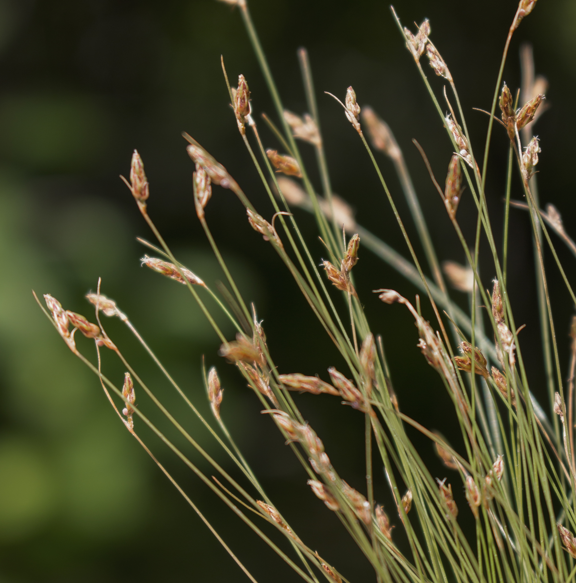 Bulbostylis capillaris