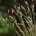 Densetuft Hairsedge - Photo (c) aarongunnar, some rights reserved (CC BY), uploaded by aarongunnar