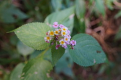 Lantana × strigocamara