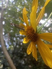 Tithonia