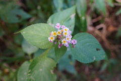 Lantana × strigocamara