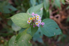 Lantana × strigocamara
