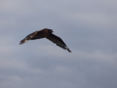 Stercorarius antarcticus